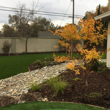 Coral Bark Maple with Artificial Turf and a Putting Green