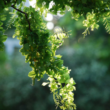 Impressions - Jardin