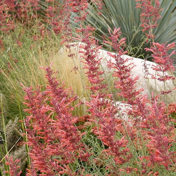 Threadleaf Giant Hyssop