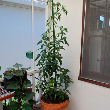 Growing Tomatoes in Containers