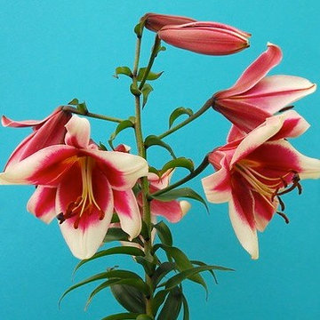 Lilies