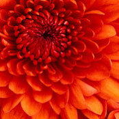 Arti Shembekar's photo