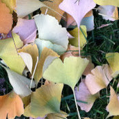 janice kaufman's photo