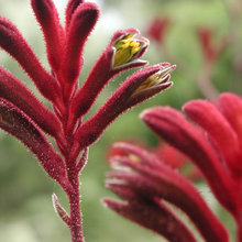 plants