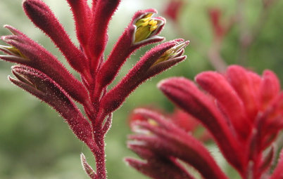 Great Design Plant: Red Kangaroo Paw