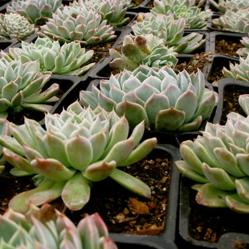 echeveria dondo