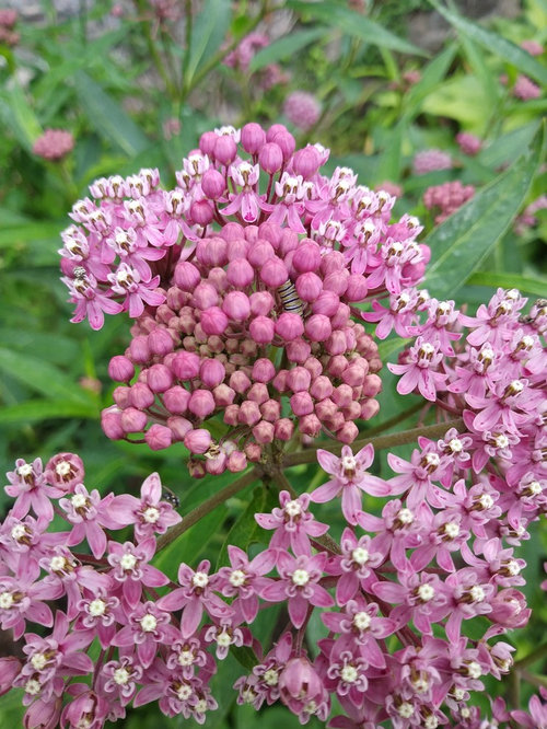 milkweed identification