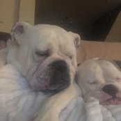 Allyson King-smith's photo