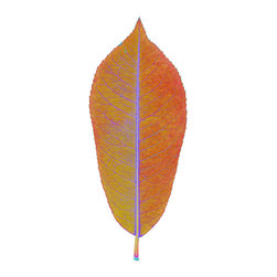 Chroma Leaf: 179 back D - Fine Art Prints