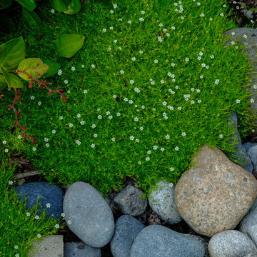Pollinator Haven