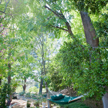 hammock setting
