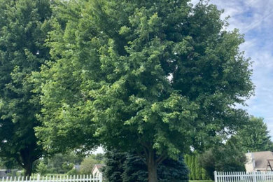 Tree Removal