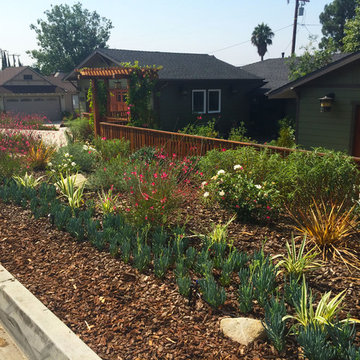 Drought Friendly plants