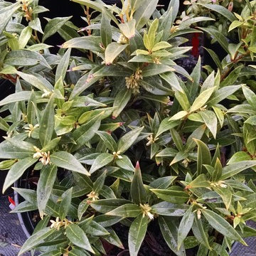 Shrubs