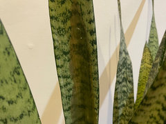 HELP! Odd Brown Spot on Snake Plant... | Houzz Forum