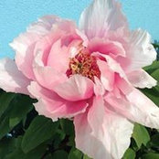Foto von Stella Chow