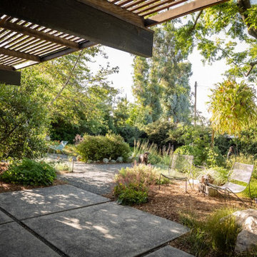 Sycamore, Elderberry and Oak Succeed Eucalyptus