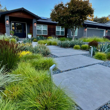 Alamo Modern Low Water Front Yard