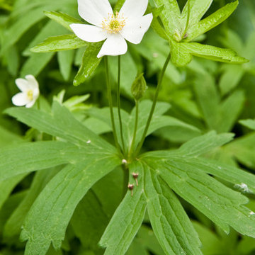 Anemone canadensis