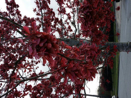What type of tree has blood red leaves (photo)