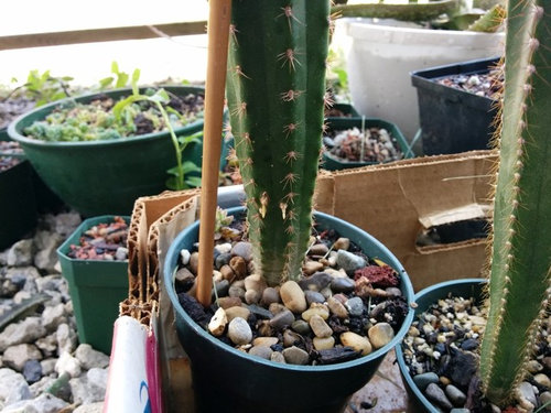 Whats Happening To My Cactus