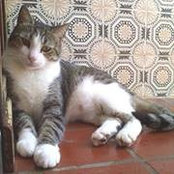 Neil Raimi Dhm's photo