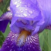 Cyndie Bronowski's photo