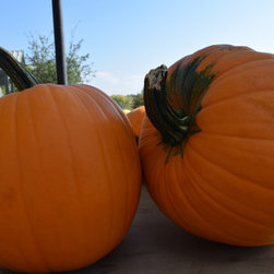 Harvest Festival - Products