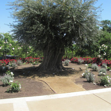 Elfrink Residence, Introducing Ancient Olive Trees