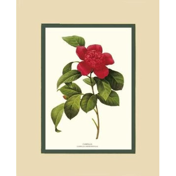 Vintage Botanical Flower Art Print: Camellia