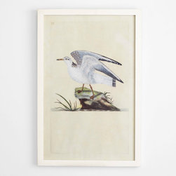 Aquatic Bird Print - Shore Gull - Artwork