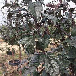 Current Featured Plants - Products