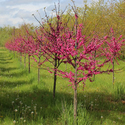 Native Flowering Trees - Products
