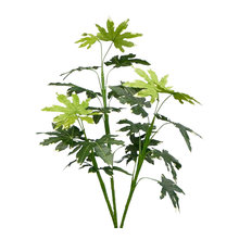 Plants