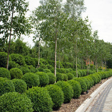 Front Garden and drive