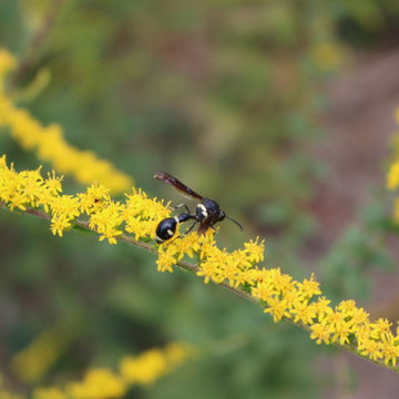 Native Plants