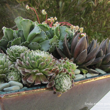 SUCCULENTS