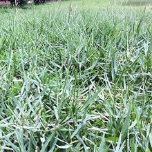 Invasive Grass