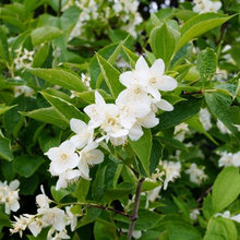 shrubs i like
