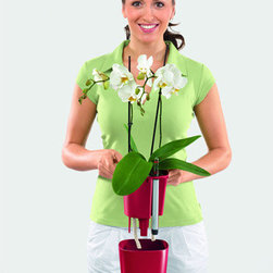 Lechuza - Outdoor Decor