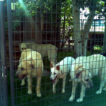 Artificial Turf Kennel Area in the Foothills