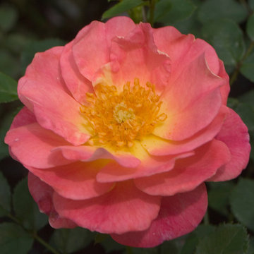 Oso Easy® Strawberry Crush Landscape Roses