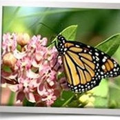 Marlene Douglass's photo