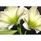 Angela Hafer's photo