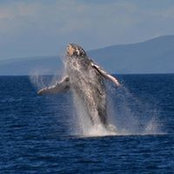 Phil Fischer's photo
