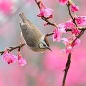 Kathy Chathams foto