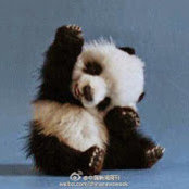 Amanda Liu's photo