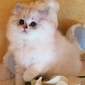 Suzanne Baroncini's photo
