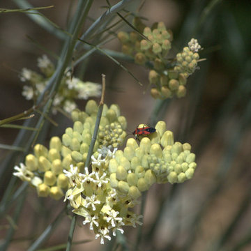 Southwestern Plants