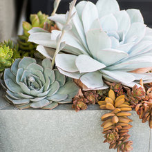12. Succulents